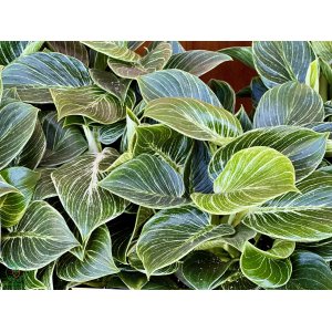 Filodendrón (Philodendron) ´BIRKIN´ - výška 15-20 cm, kont. C1L